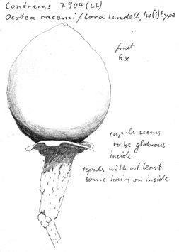 Vorschaubild Ocotea racemiflora Lundell